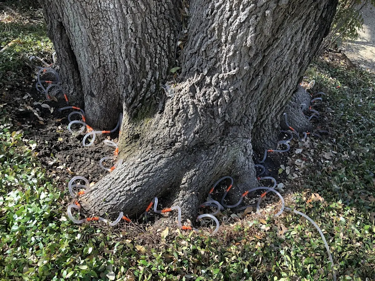 Detailed Tree Cabling and Bracing job site in Van Vleck